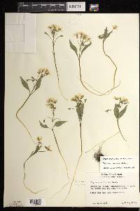 Claytonia caroliniana image