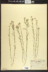 Polygala sanguinea image