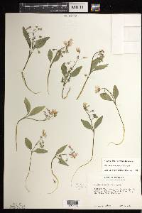 Claytonia caroliniana image