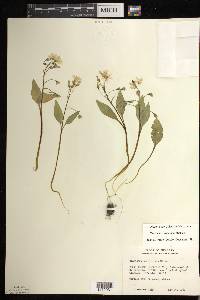 Claytonia caroliniana image