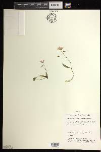 Claytonia caroliniana image