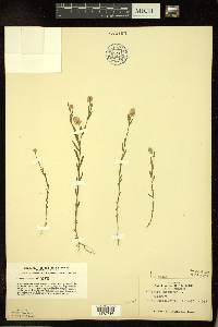 Polygala sanguinea image