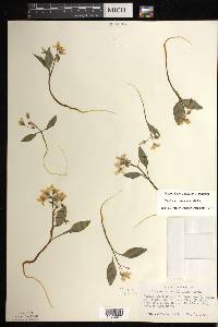 Claytonia caroliniana image