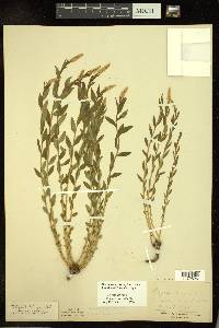 Polygala senega image