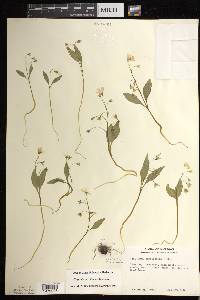 Claytonia caroliniana image