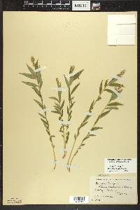 Polygala senega image