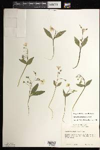 Claytonia caroliniana image