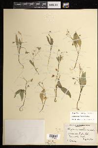 Claytonia caroliniana image