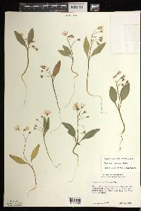 Claytonia caroliniana image