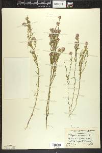 Polygala sanguinea image