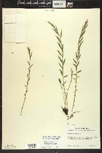 Polygala senega image