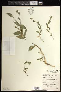 Silene vulgaris image