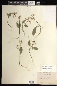 Claytonia caroliniana image