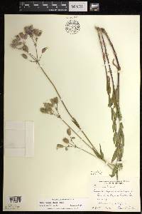 Silene vulgaris image