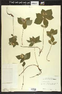 Cornus canadensis image