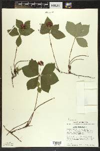 Cornus canadensis image