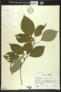 Cornus alternifolia image