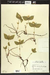 Cornus canadensis image