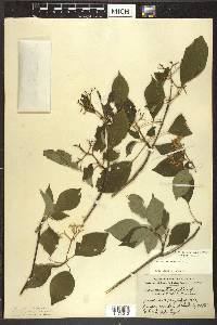 Cornus alternifolia image