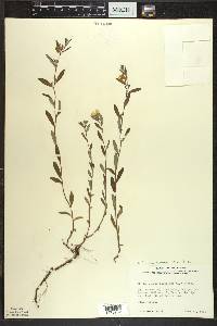 Crocanthemum canadense image