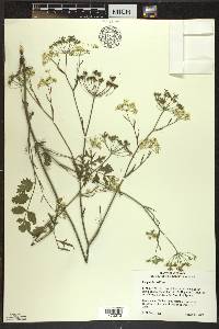 Pimpinella saxifraga image