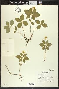 Cornus canadensis image