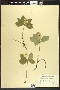 Cornus canadensis image