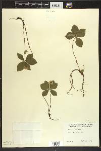 Cornus canadensis image