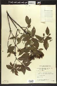 Cornus amomum subsp. obliqua image