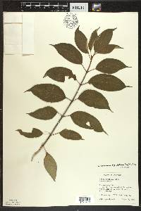 Cornus amomum subsp. obliqua image