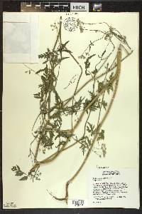 Torilis japonica image