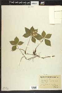 Cornus canadensis image