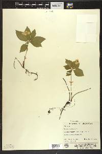 Cornus canadensis image