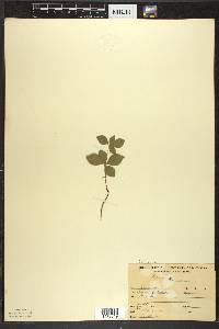 Cornus canadensis image