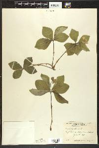 Cornus canadensis image