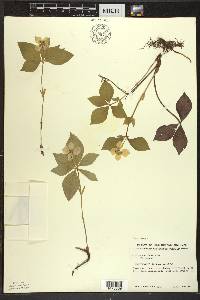 Cornus canadensis image