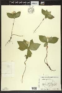 Cornus canadensis image