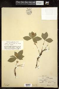 Cornus canadensis image