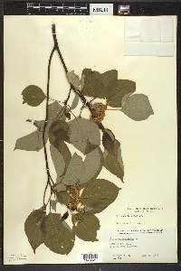 Cornus alternifolia image