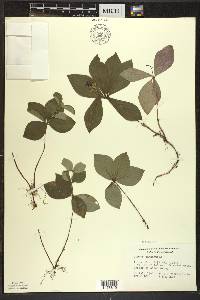 Cornus canadensis image