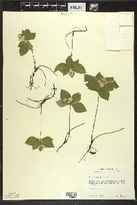 Cornus canadensis image