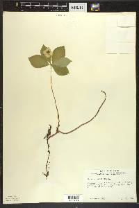 Cornus canadensis image