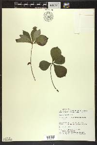 Cornus canadensis image