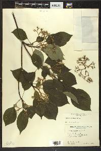 Cornus alternifolia image