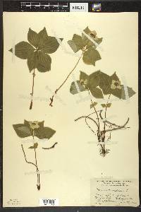 Cornus canadensis image