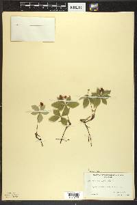 Cornus canadensis image