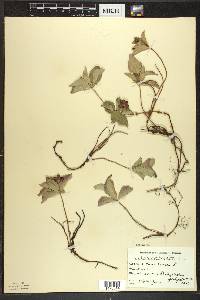 Cornus canadensis image