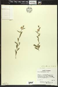 Crocanthemum canadense image