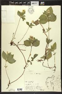 Cornus canadensis image