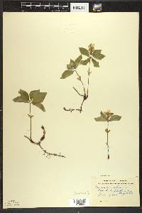 Cornus canadensis image